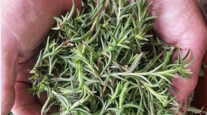 هذه الأعشاب تقوي الذاكرة