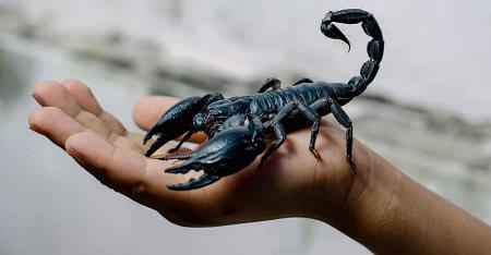 تفسير رؤية العقرب في الحلم