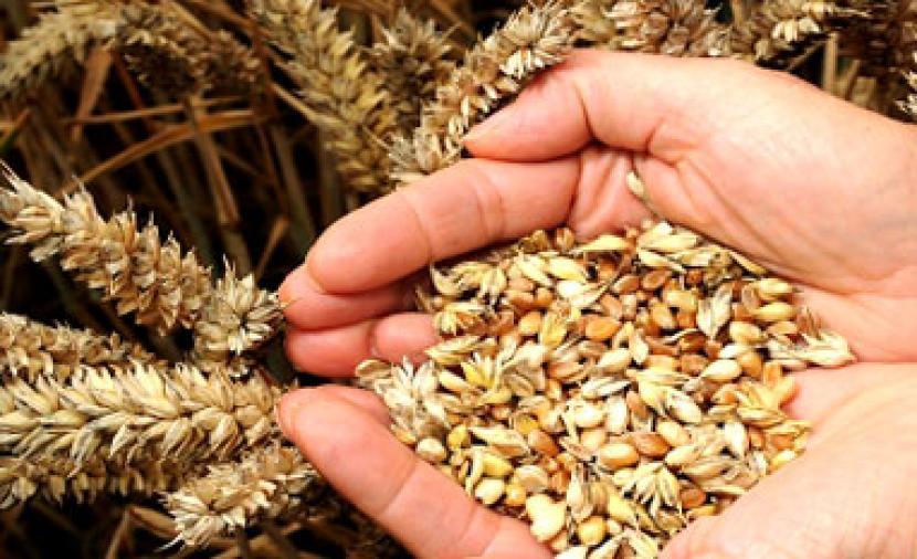 الصناعة تطرح عطاء شراء 120 ألف طن شعير