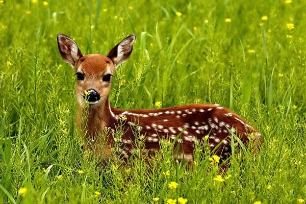 أول حالة محتملة لانتقال كورونا من الغزلان إلى الإنسان