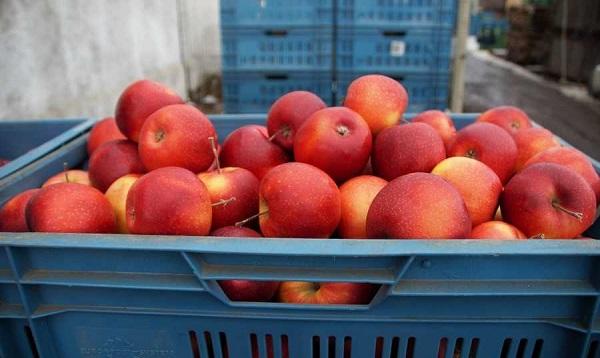 من بيروت لمصر تفاح ملغم بالحشيش