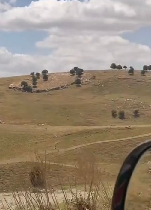 شاهد كيف أصبحت أم النمل بعد انتهاء الربيع - صور