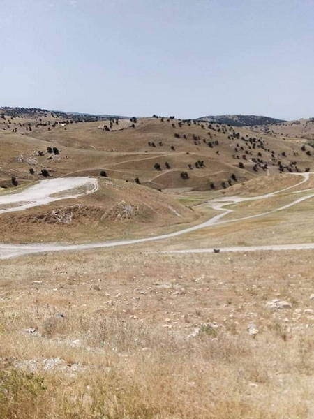 شاهد كيف أصبحت أم النمل بعد انتهاء الربيع - صور