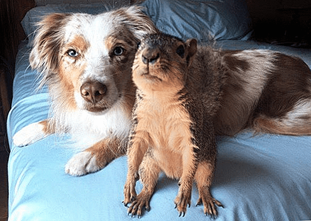 البلبيسي للأردنيين لا تتعاملوا مع الكلاب والقرود والسناجب