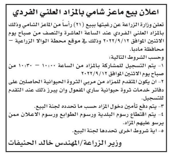 مزاد لبيع ماعز شامي بالأردن