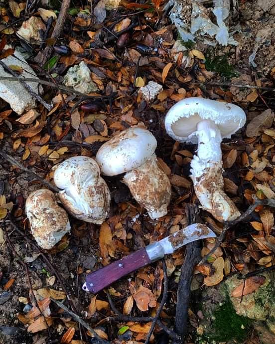 تسجيل أحد اخطر أنواع الفطر بالعالم في الأردن