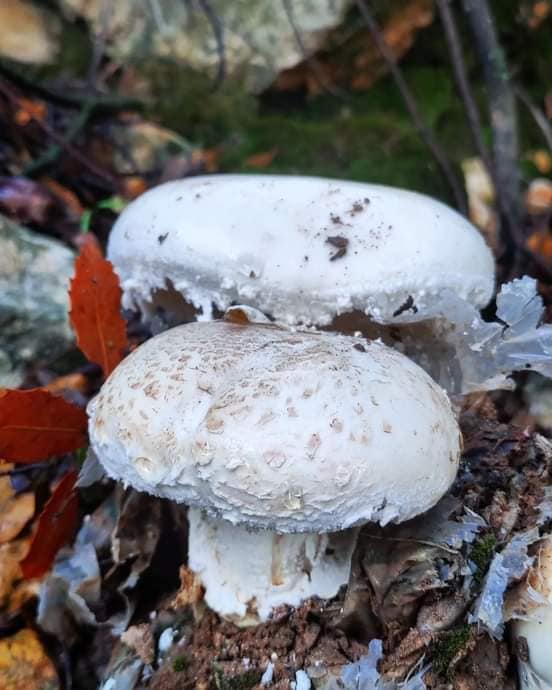 تسجيل أحد اخطر أنواع الفطر بالعالم في الأردن