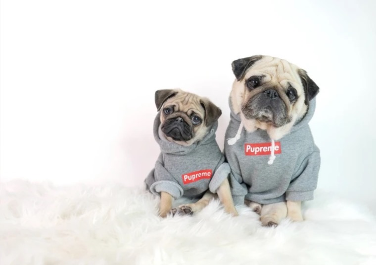 قصة الكلب الإنفلوسر الأكثر شهرة في العالم - صور