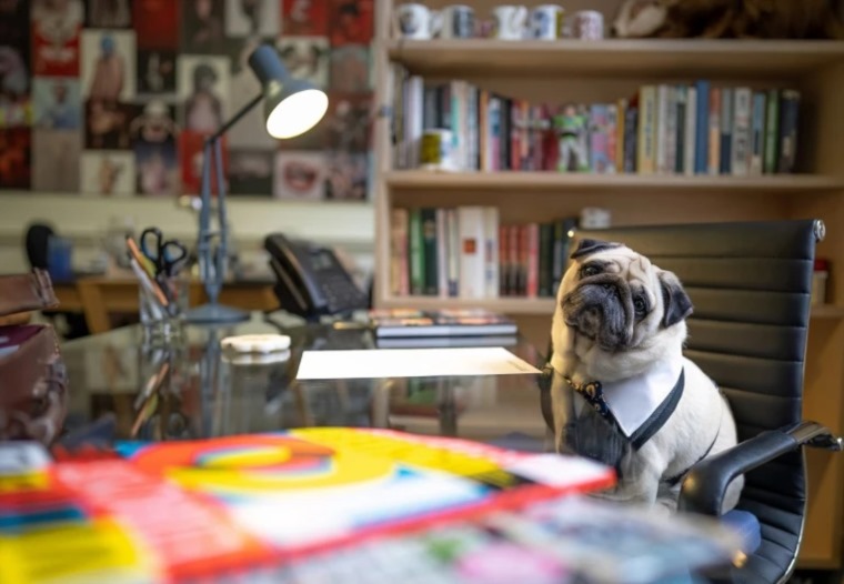 قصة الكلب الإنفلوسر الأكثر شهرة في العالم - صور