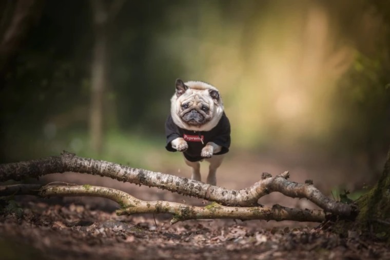 قصة الكلب الإنفلوسر الأكثر شهرة في العالم - صور