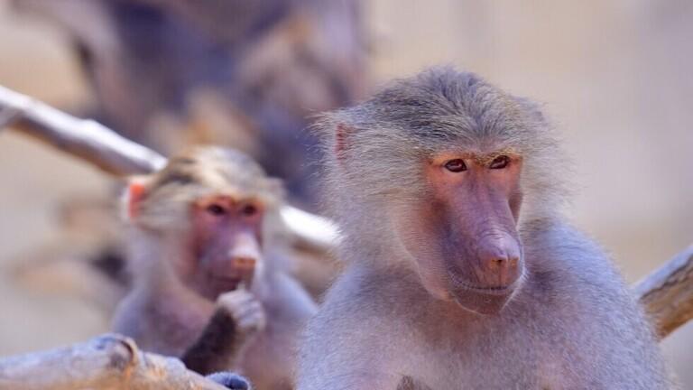 عدد هائل من قردة البابون في شوارع مدينة سعوية  فيديو