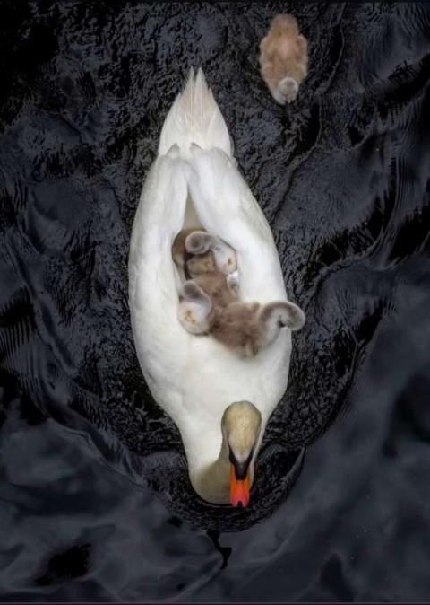  لقطات مؤثرة لطائر بجع يحتضن صغاره بعد وفاة الأم.. صور 