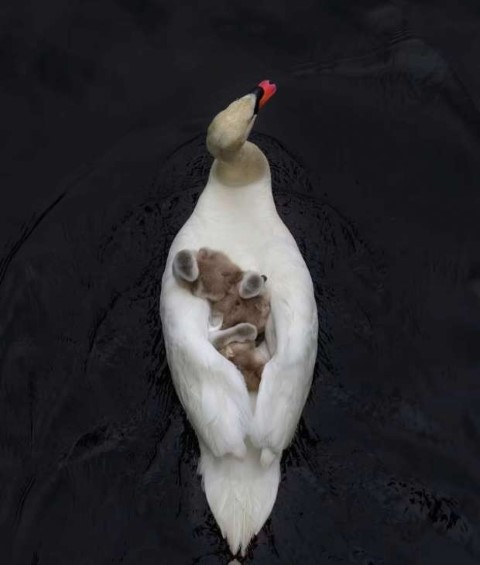  لقطات مؤثرة لطائر بجع يحتضن صغاره بعد وفاة الأم.. صور 