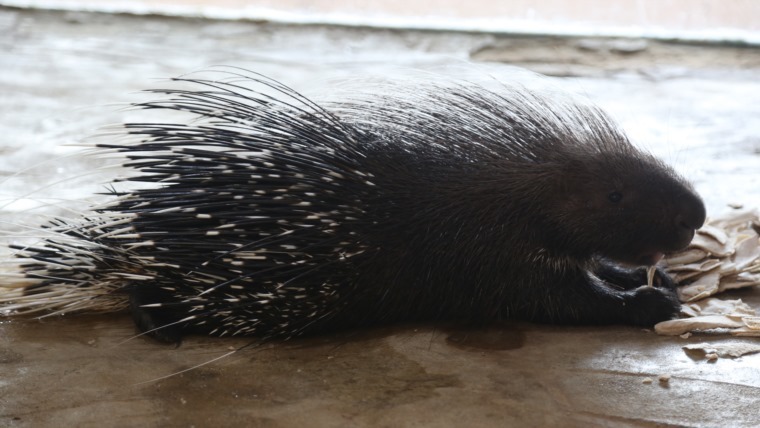 (أفريكانو طلبة) .. مصري يحوّل بيته لحديقة حيوان