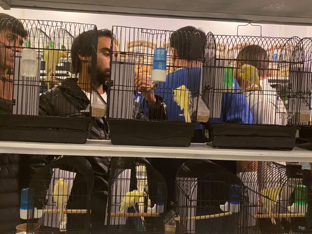 انطلاق فعاليات معرض الجمعية الأردنية لطيور الزينة والمنتجات الريفية