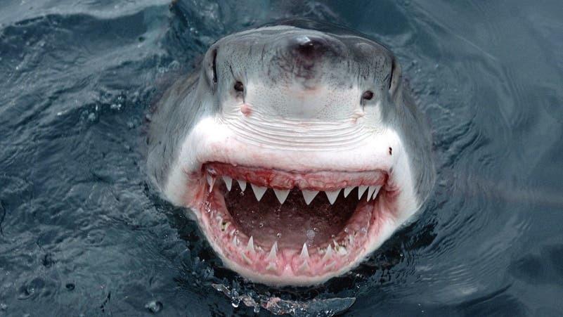 قرش يهاجم سائحاً في منتجع بمصر ويرديه قتيلاً