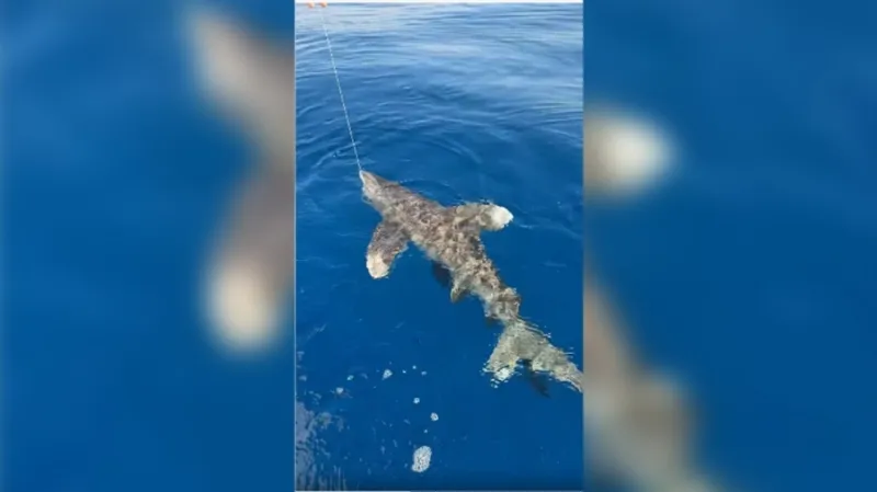 سنارة صياد أردني تصطاد قرشا نادرا  فيديو