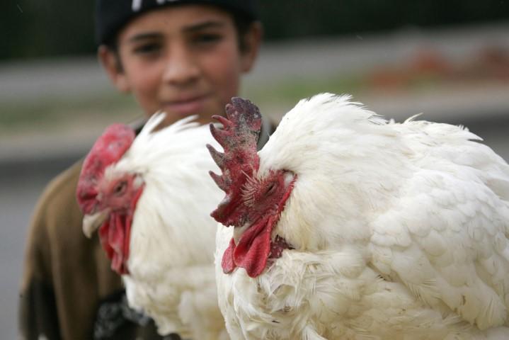 الأردنشكاوى من ارتفاع أسعار الدجاج