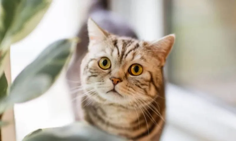 دراسة جديدة جميع القطط   مختلة عقليًا 