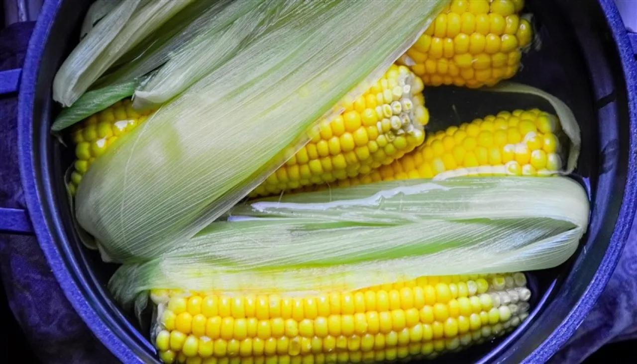 اختبار الذرة طريقة بسيطة لمعرفة كفاءة جهازك الهضمي