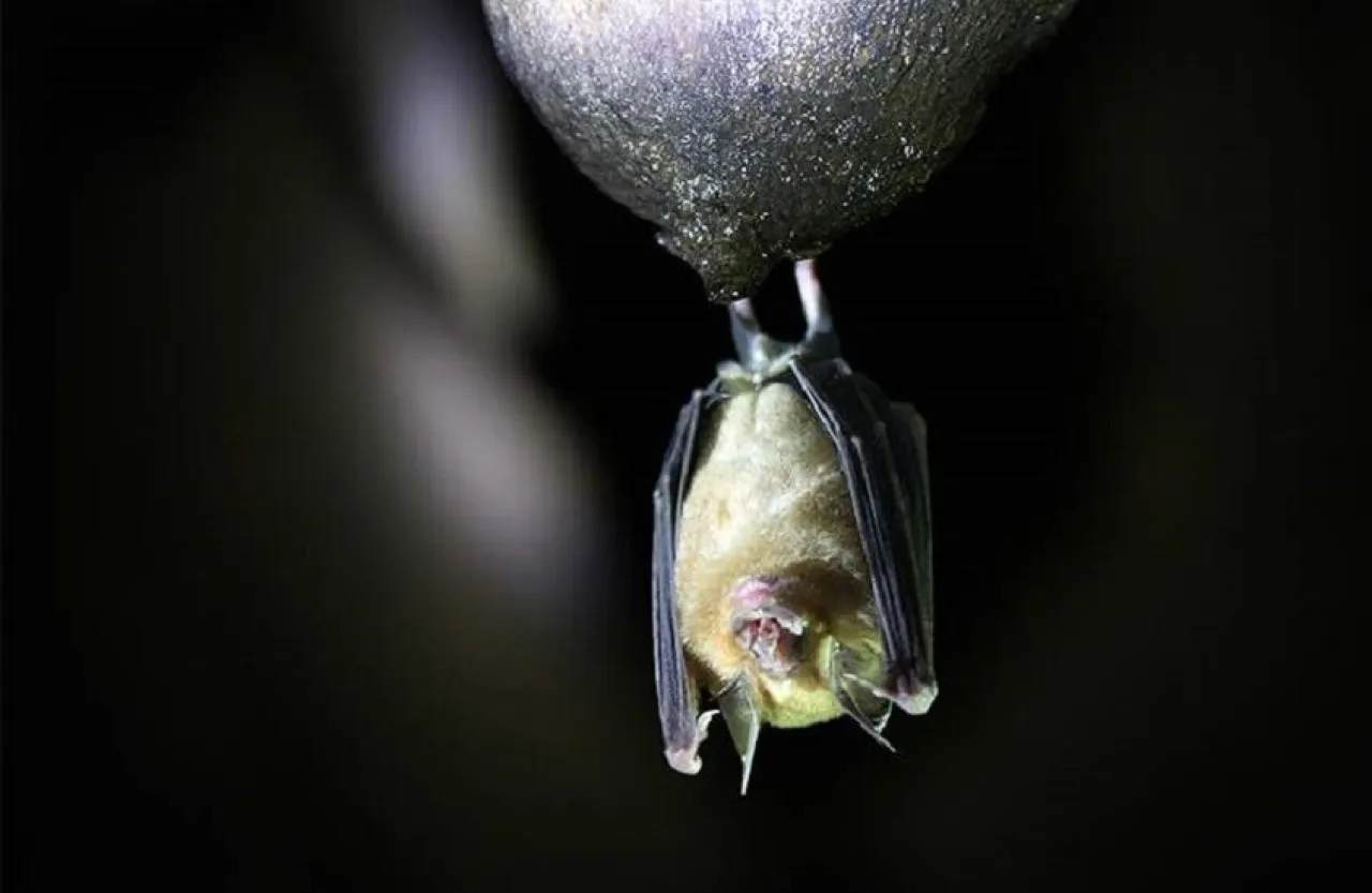 علماء صينيون يكتشفون فيروساً جديداً لدى الخفافيش