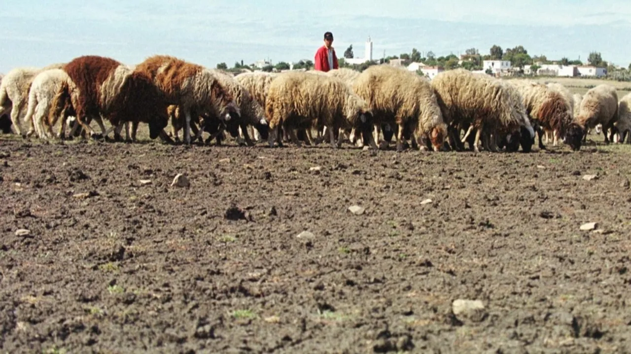 ملك المغرب يدعو المواطنين لعدم ذبح أضحية العيد هذا العام