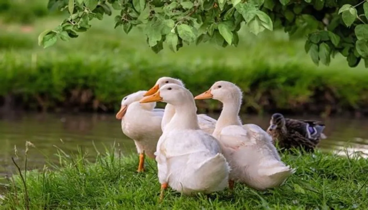 روبوت مبتكر يلاحق البط ويستكشف المياه بتقنيات متطورة