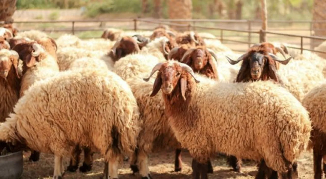 الطراونة ينفي إعادة العراق لشحنة أغنام أردنية