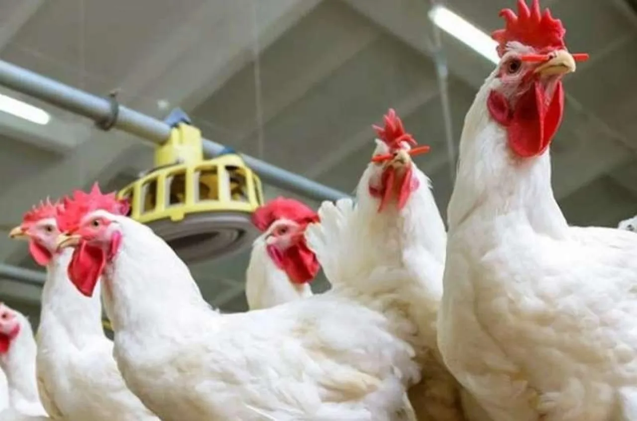 مربو الدواجن  لدينا فائض في الانتاج و نطالب بفتح باب التصدير
