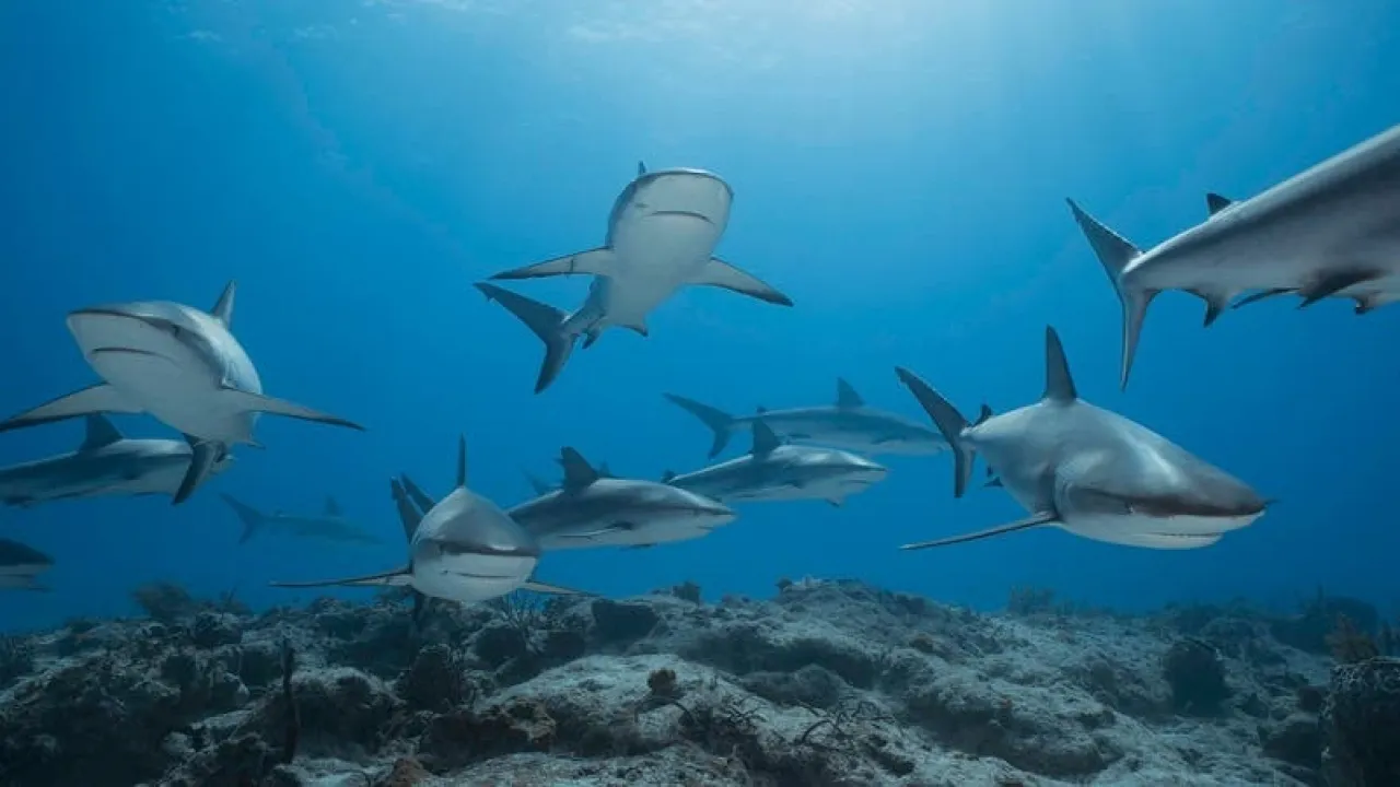 تسجيل أول دليل على أن أسماك القرش تحدث أصواتا