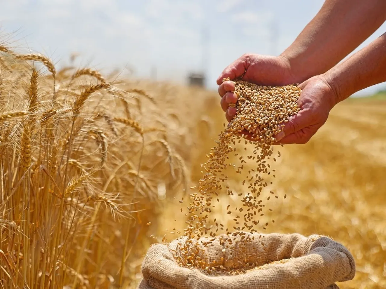 سورية تطرح مناقصة لشراء 100 ألف طن من قمح الطحين