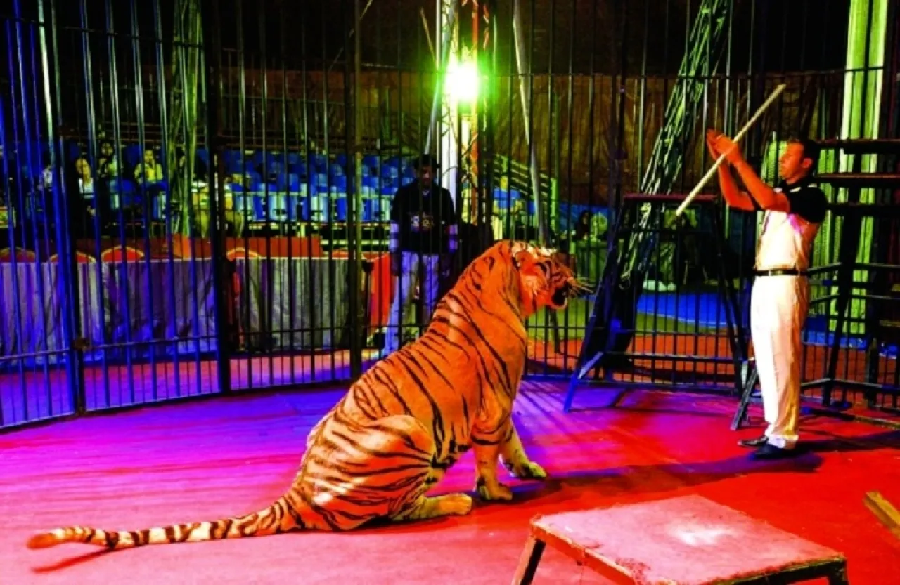 بعد هجوم النمر دعوة برلمانية في مصر لإلغاء عروض الحيوانات المفترسة في السيرك