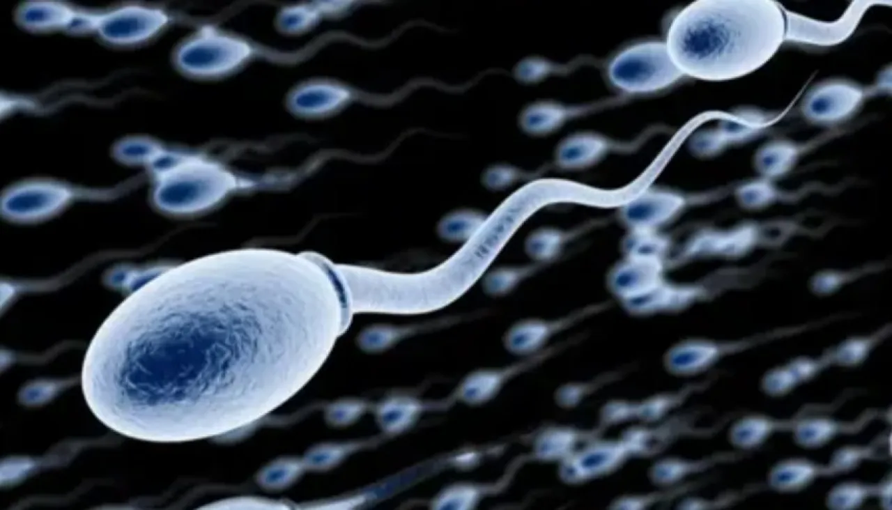 لأول مرة زراعة الخلايا الجذعية تُعيد الأمل للرجال المصابين بالعقم