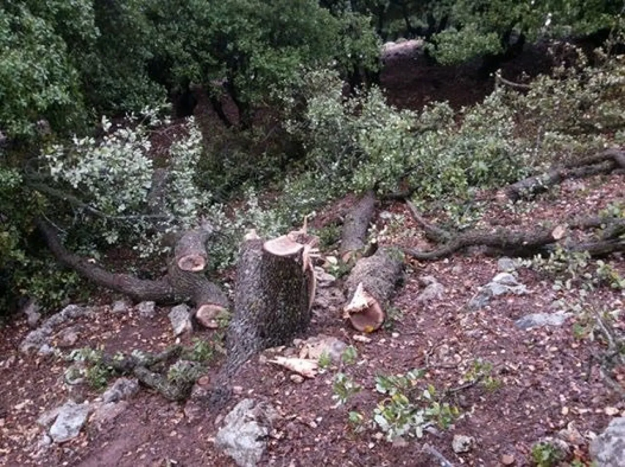 20 اعتداء على الأشجار الحرجية في جرش منذ بداية العام