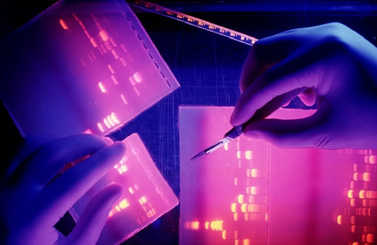 أمل جديد لعلاج العقم اكتشاف آلية جينية لحماية الخصوبة