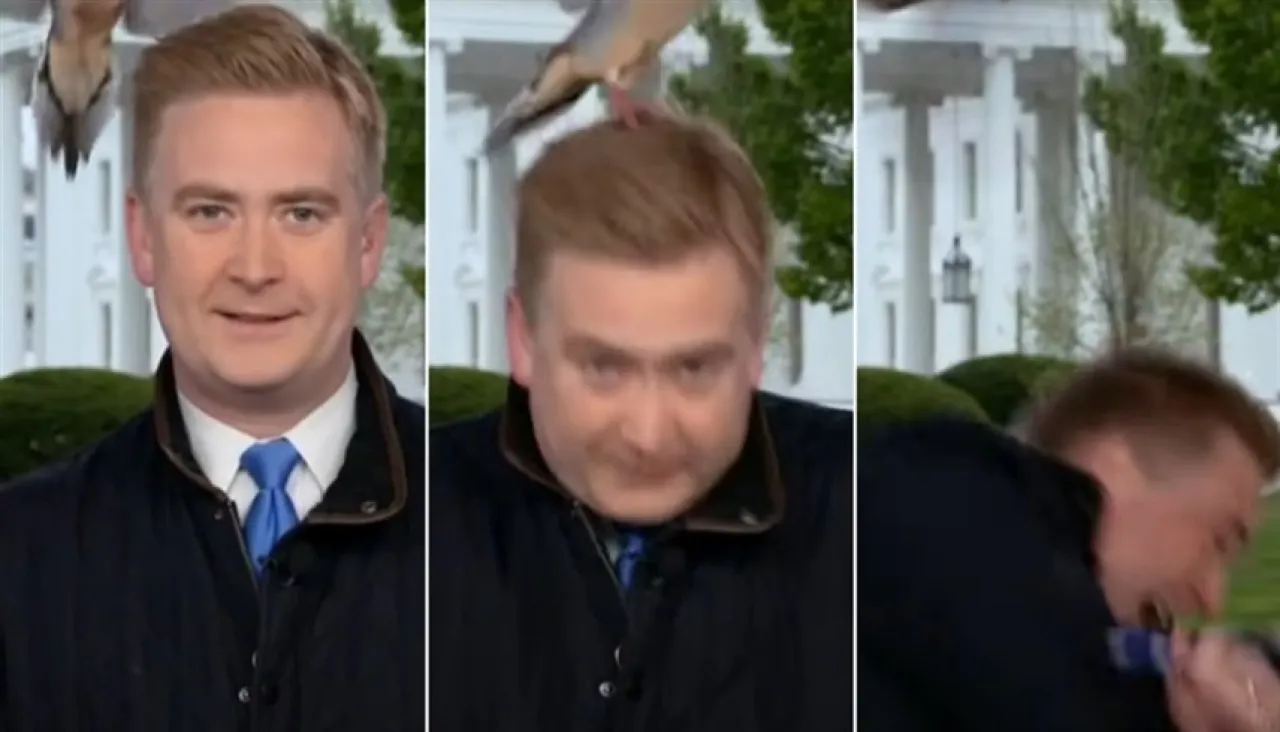 بالفيديو حمامة تهاجم مراسل فوكس نيوز في البيت الأبيض