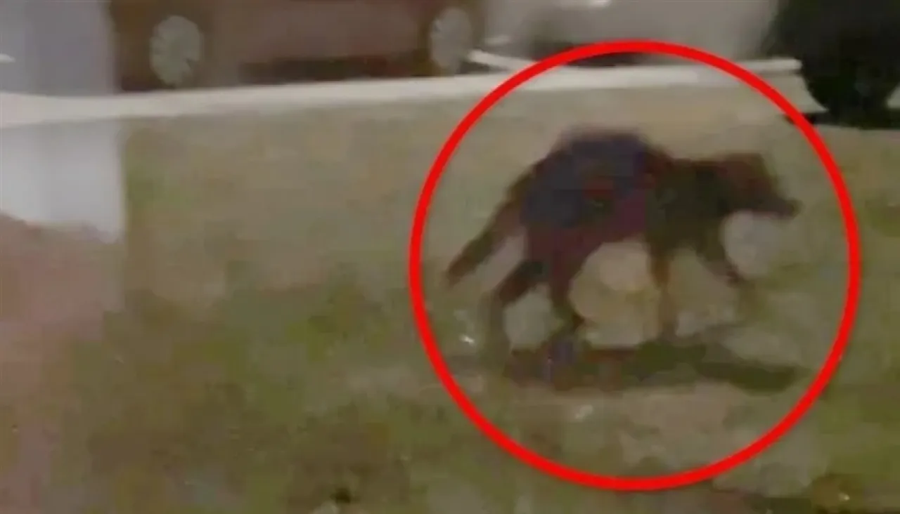 فيديو كائن غريب بوجه فأر وجسد مغطى بالدماء يثير الرعب في أمريكا