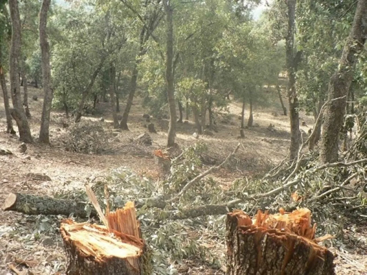 ضبط اعتداء على 120 شجرة حرجية في عجلون بقيمة 12 ألف دينار