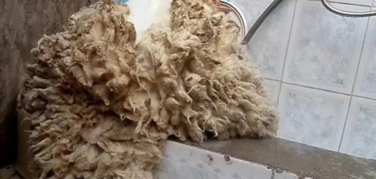 اقرار بروتوكول لتصدير جلود الغنم من الاردن للصين