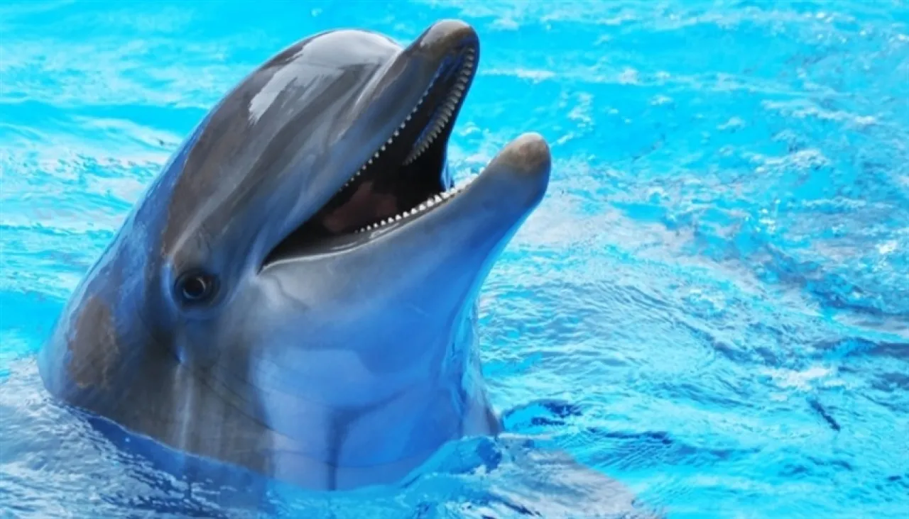 عبر هواتفها بيكسل غوغل تمكّنك من الدردشة مع الدلافين وترجمة لغتها