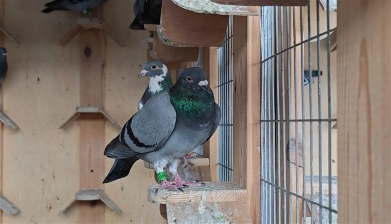 العراق طير زاجل يتسبب في سقوط قتيل ومصابين