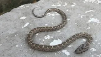 أفعى فلسطين تباغت موطناً بلدغة نادرة.. والصقور يوضح