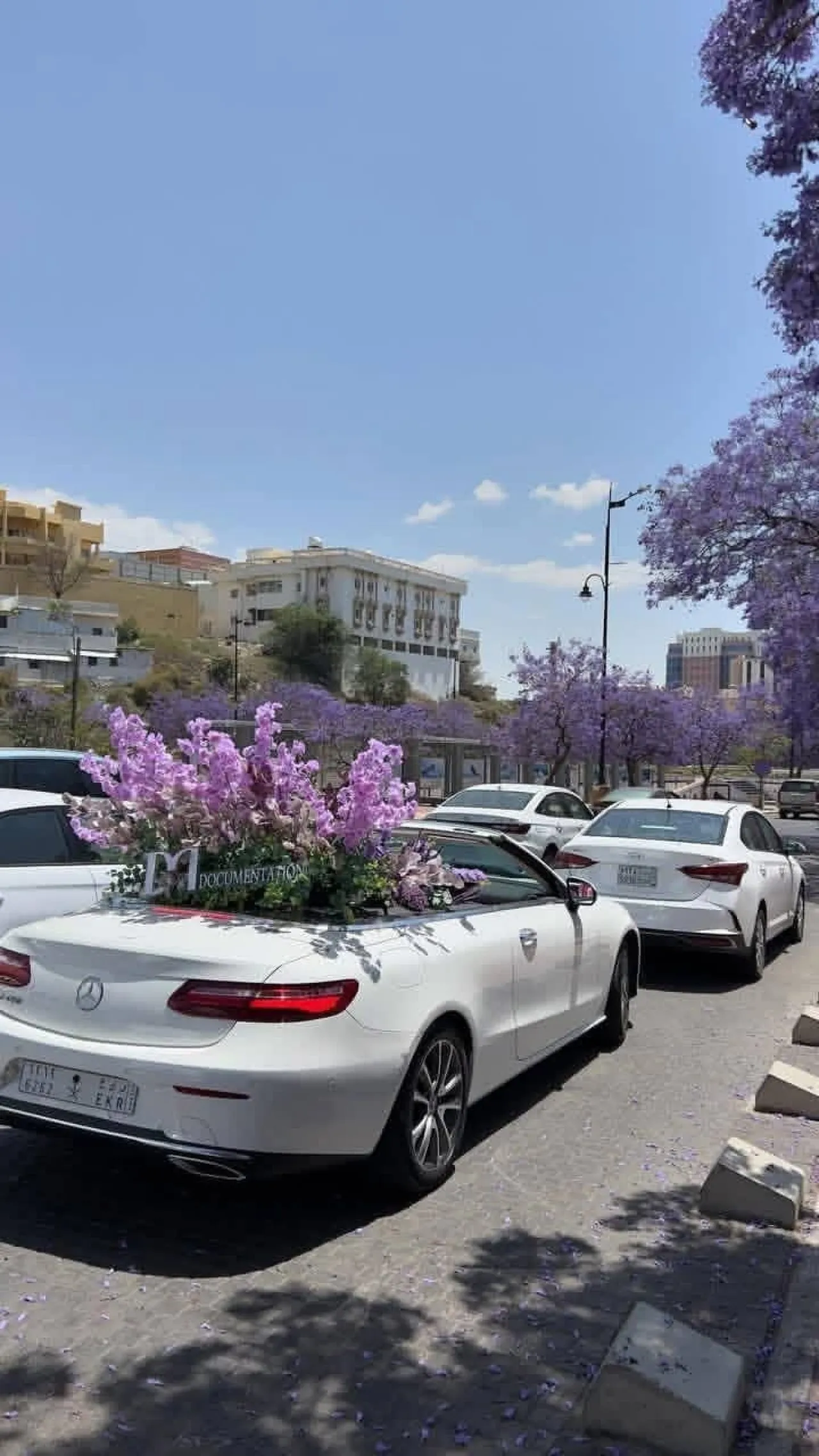 الجاكراندا تحول أبها إلى لوحة طبيعية مدهشة وتشعل الإنترنت