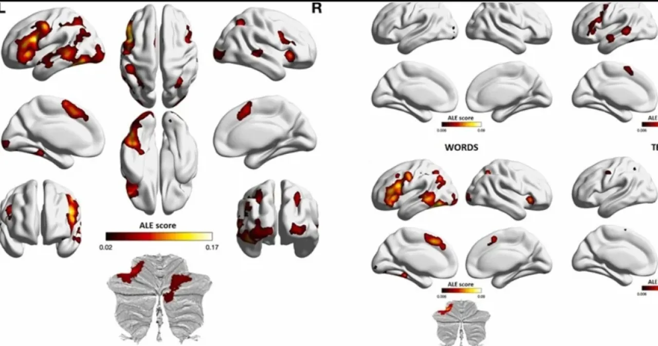 ماذا يحدث داخل دماغك عندما تقرأدراسة تكشف أسراراً مذهلة