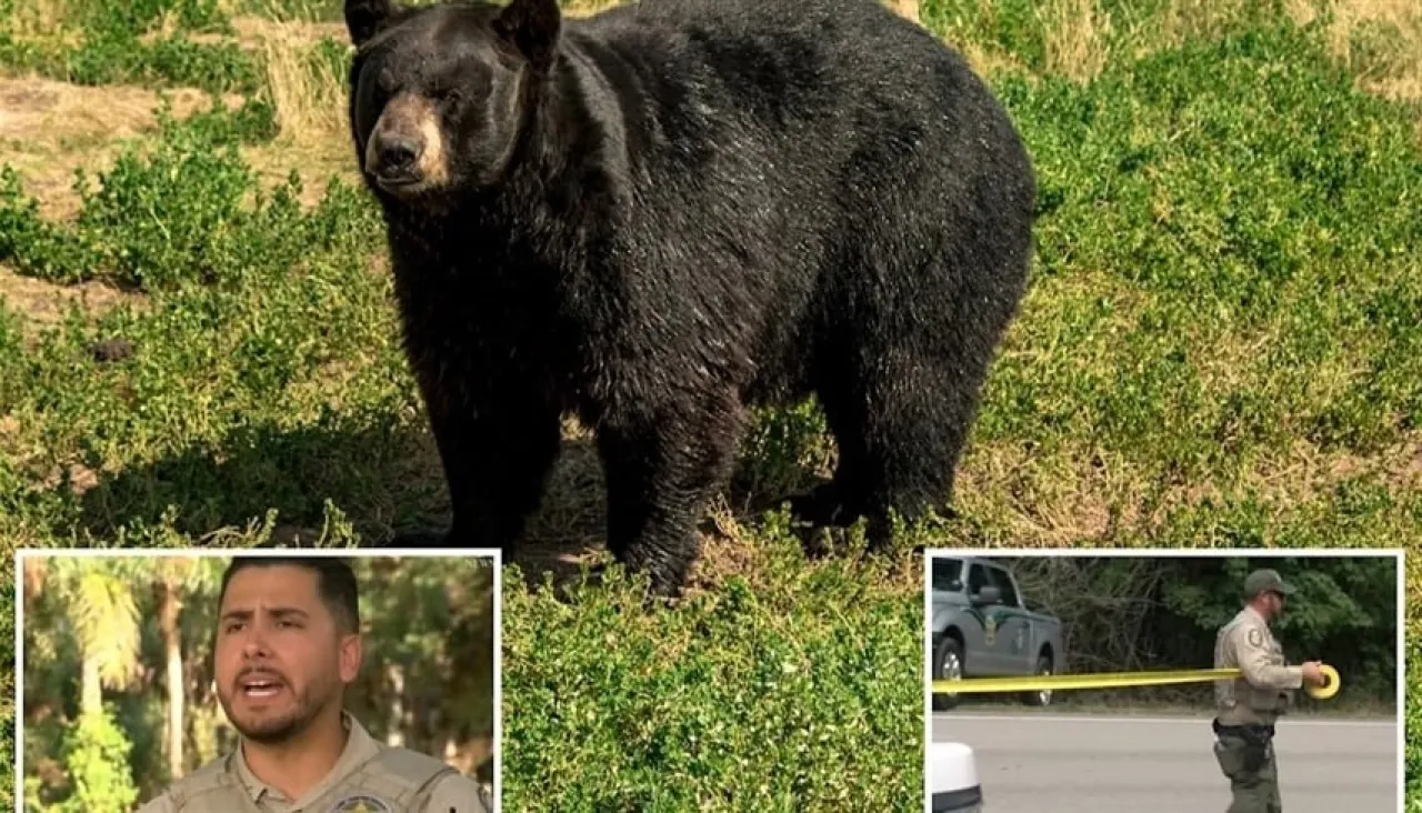 فلوريدا إعدام 3 دببة سوداء بعد هجوم مميت على رجل وكلبه