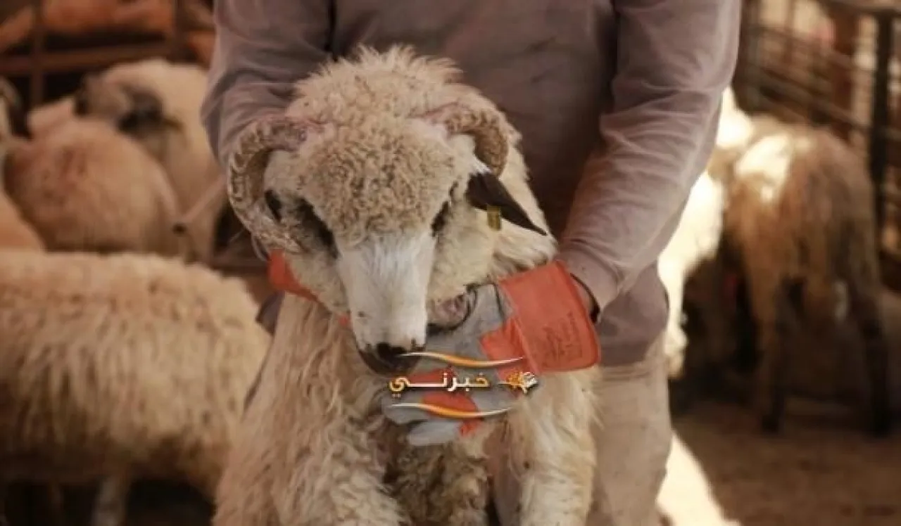 الأردن الزراعة حجز الروماني للأضحى رفع سعر اللحوم