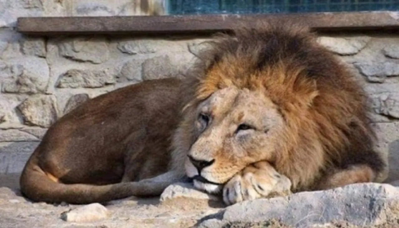 نهاية مأساوية أسد يفتك بصاحبه في حديقة منزله بالعراق