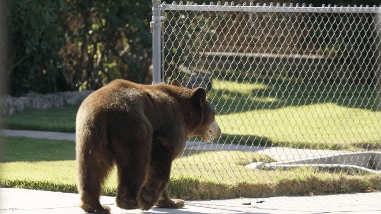 لأول مرة في فلوريدا هجوم قاتل لدب والضحية مسن وكلبه