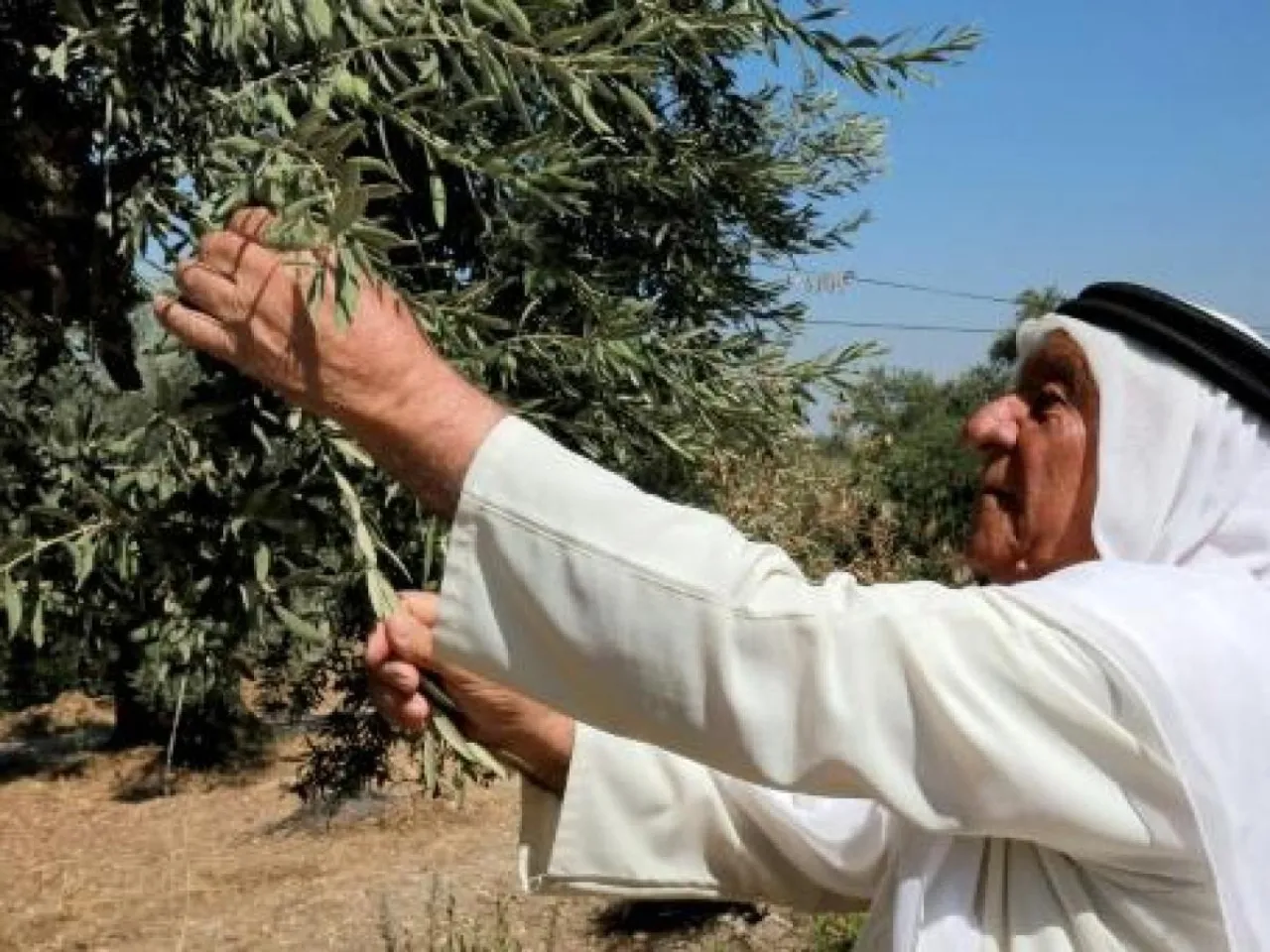 حملة وطنية جديدة لتحسين إدارة أشجار الزيتون في الأردن