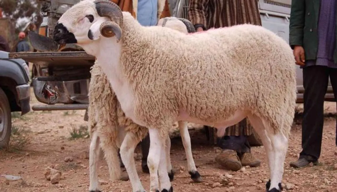 العشر الأوائل من ذي الحجة هل يحرم على المضحي حلق رأسه